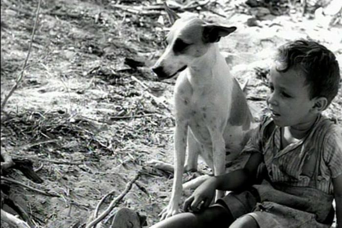 Cadela Baleia em cena do filme "Vidas Secas". Imagem: Internet.